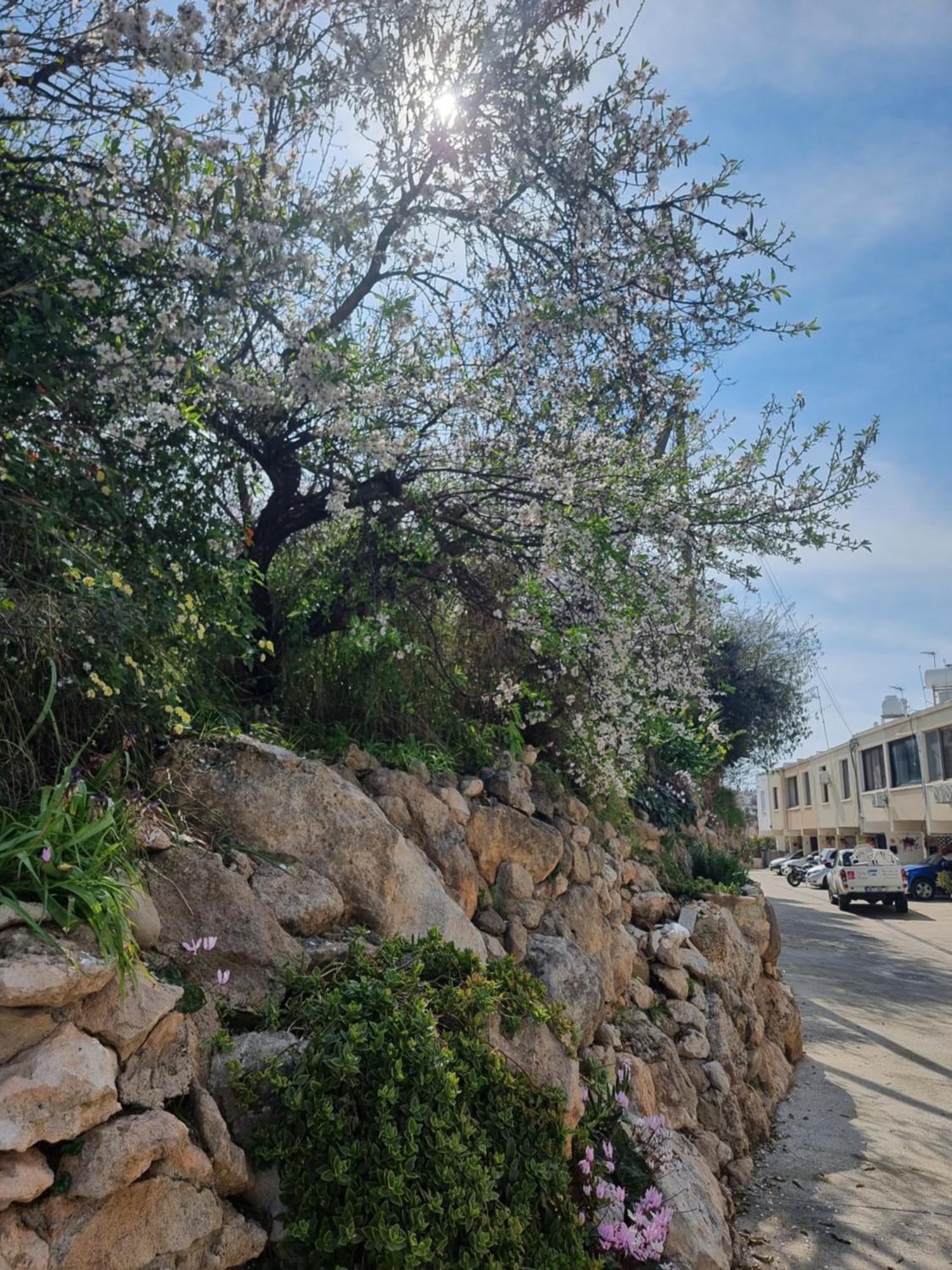Mediterranean Valley Paphos Kültér fotó